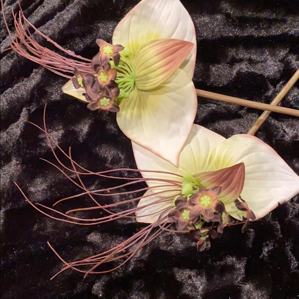 Tacca Spray